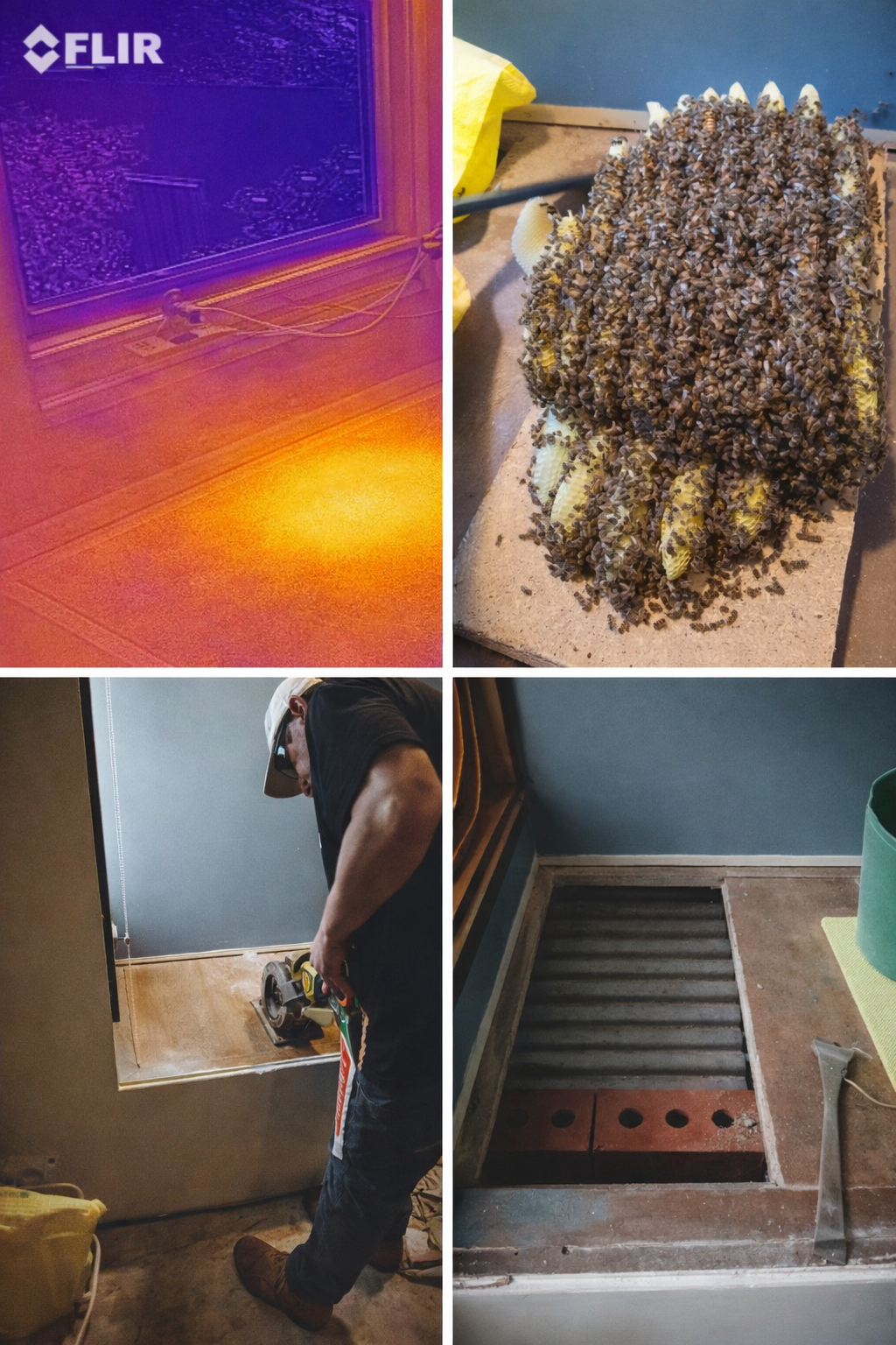 Restore Bees HiveRescue | Ethical Bee Rescue & Removal - South Australia